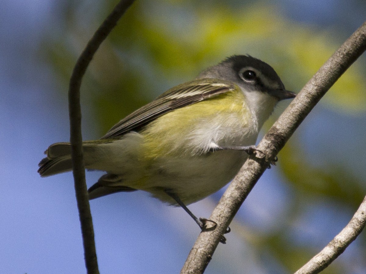 Blue-headed Vireo - Nat Carmichael