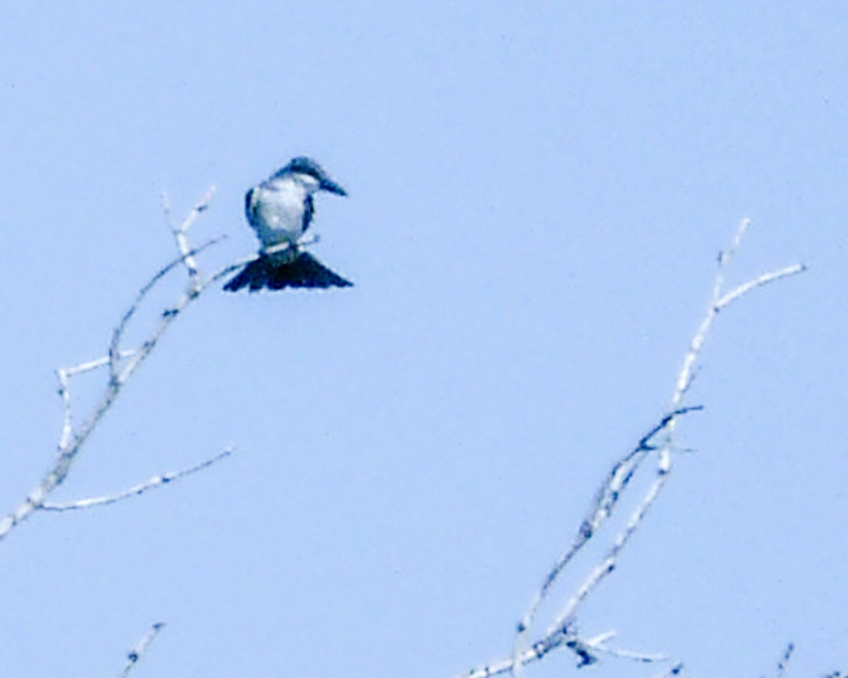 Gray Kingbird - ML286655001