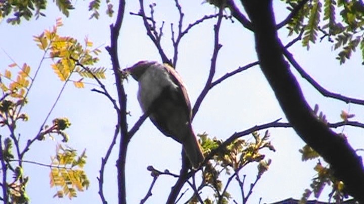 glennetyrann - ML286656171