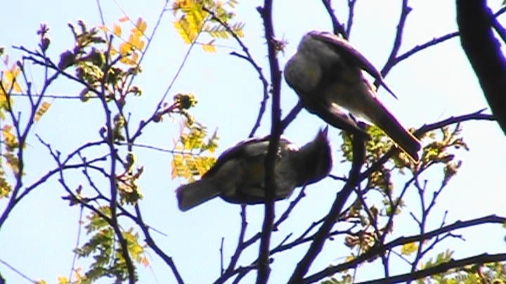 glennetyrann - ML286656191