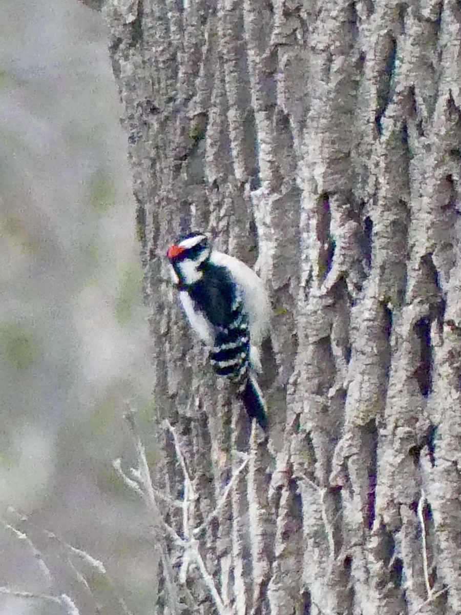 Downy Woodpecker - ML286656351