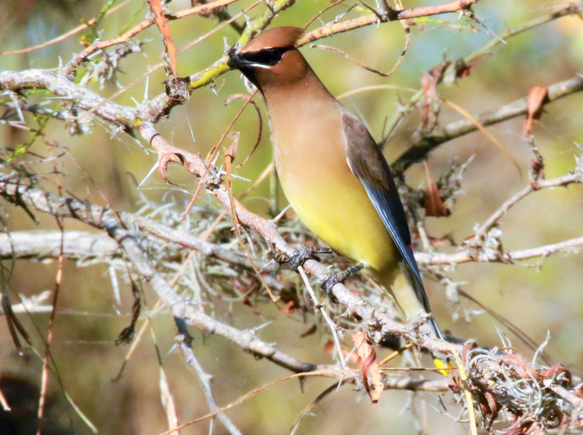 Cedar Waxwing - FELIPE SAN MARTIN