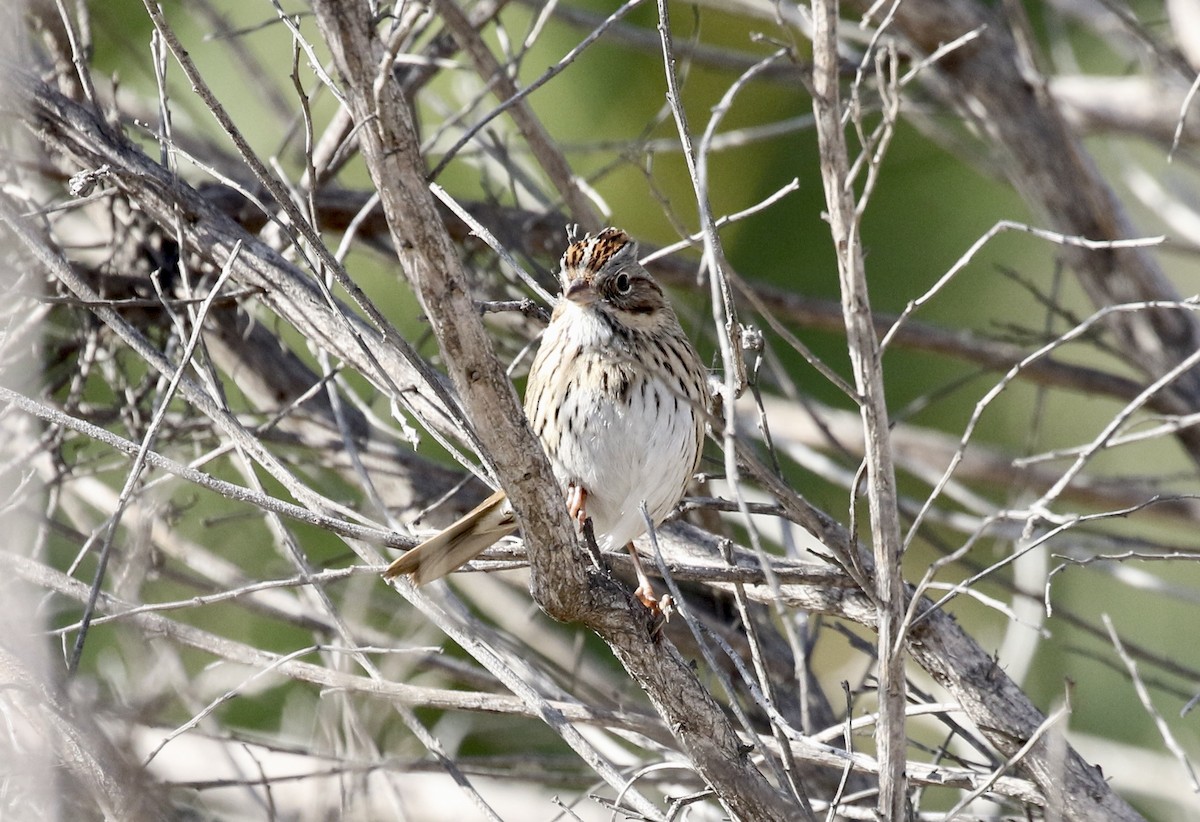 Lincoln's Sparrow - ML286660471