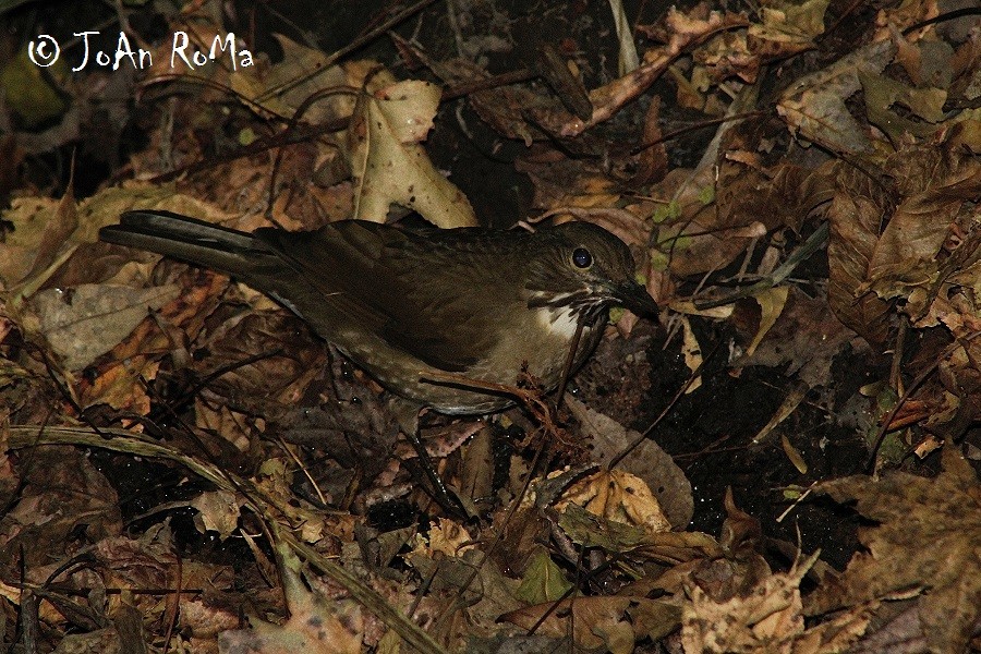 White-throated Thrush - Antonio Robles