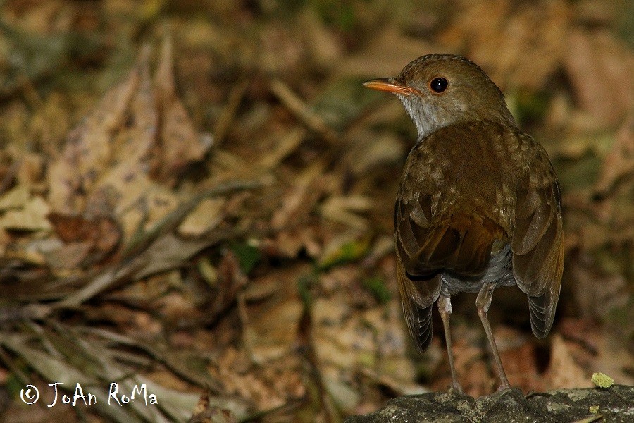 Orange-billed Nightingale-Thrush - ML28666441