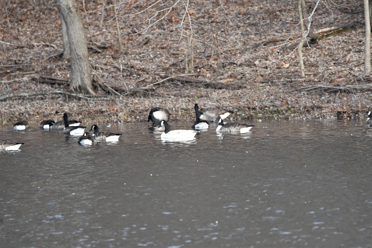 Canada Goose - Michael  Aronson