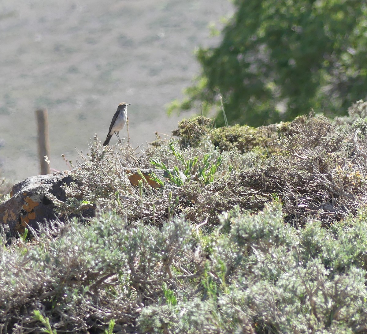 White-browed Ground-Tyrant - ML286665791