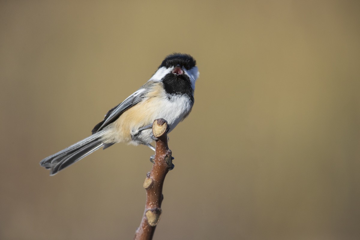 Black-capped Chickadee - ML286666261