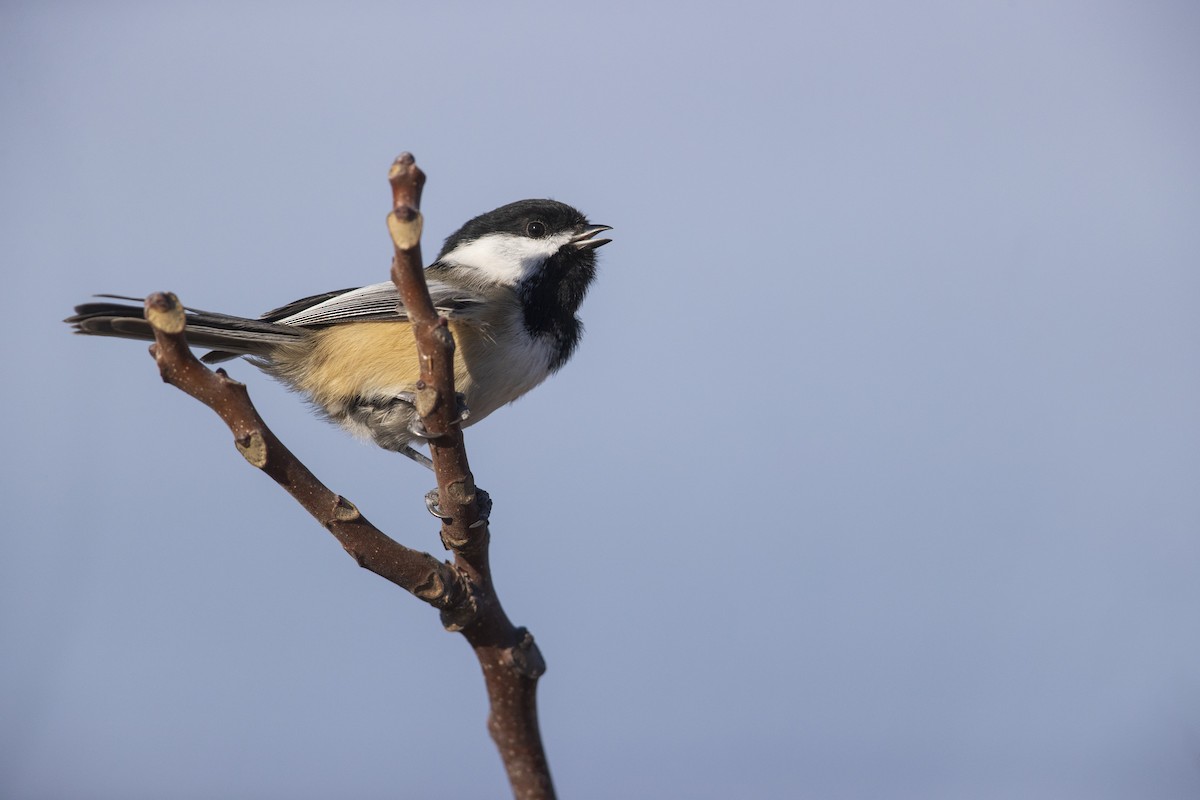 Black-capped Chickadee - ML286666271