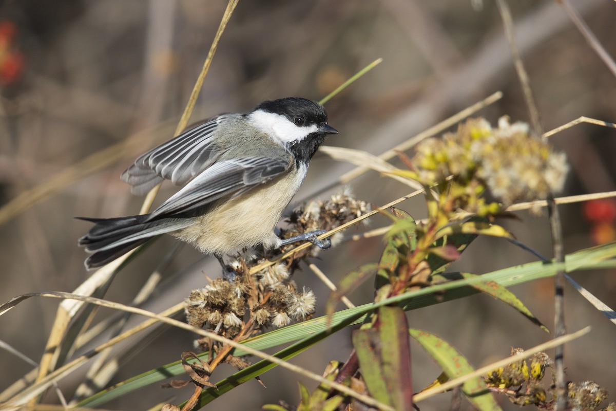Black-capped Chickadee - ML286666281
