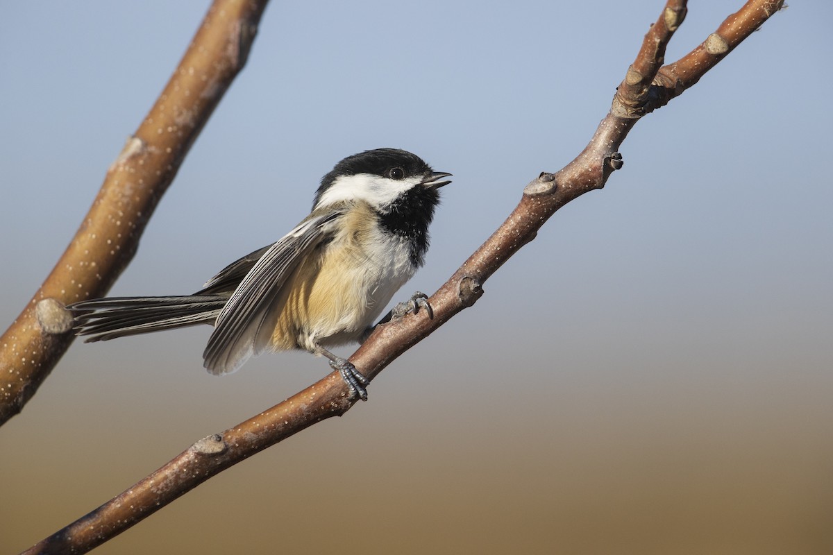 Black-capped Chickadee - ML286666291