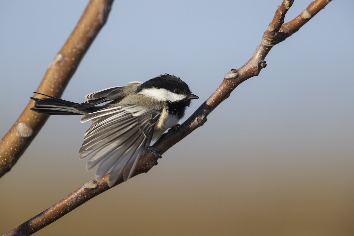 Black-capped Chickadee - ML286666331