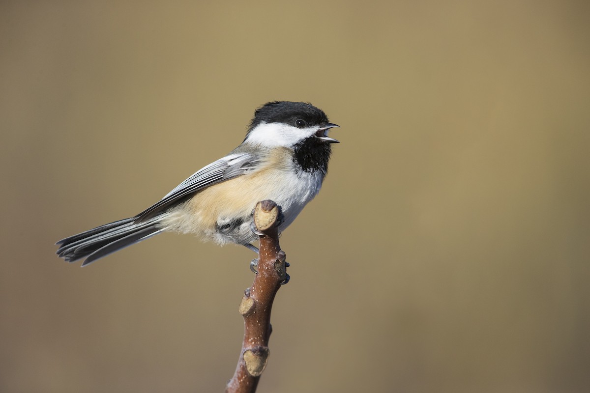 Black-capped Chickadee - ML286666351