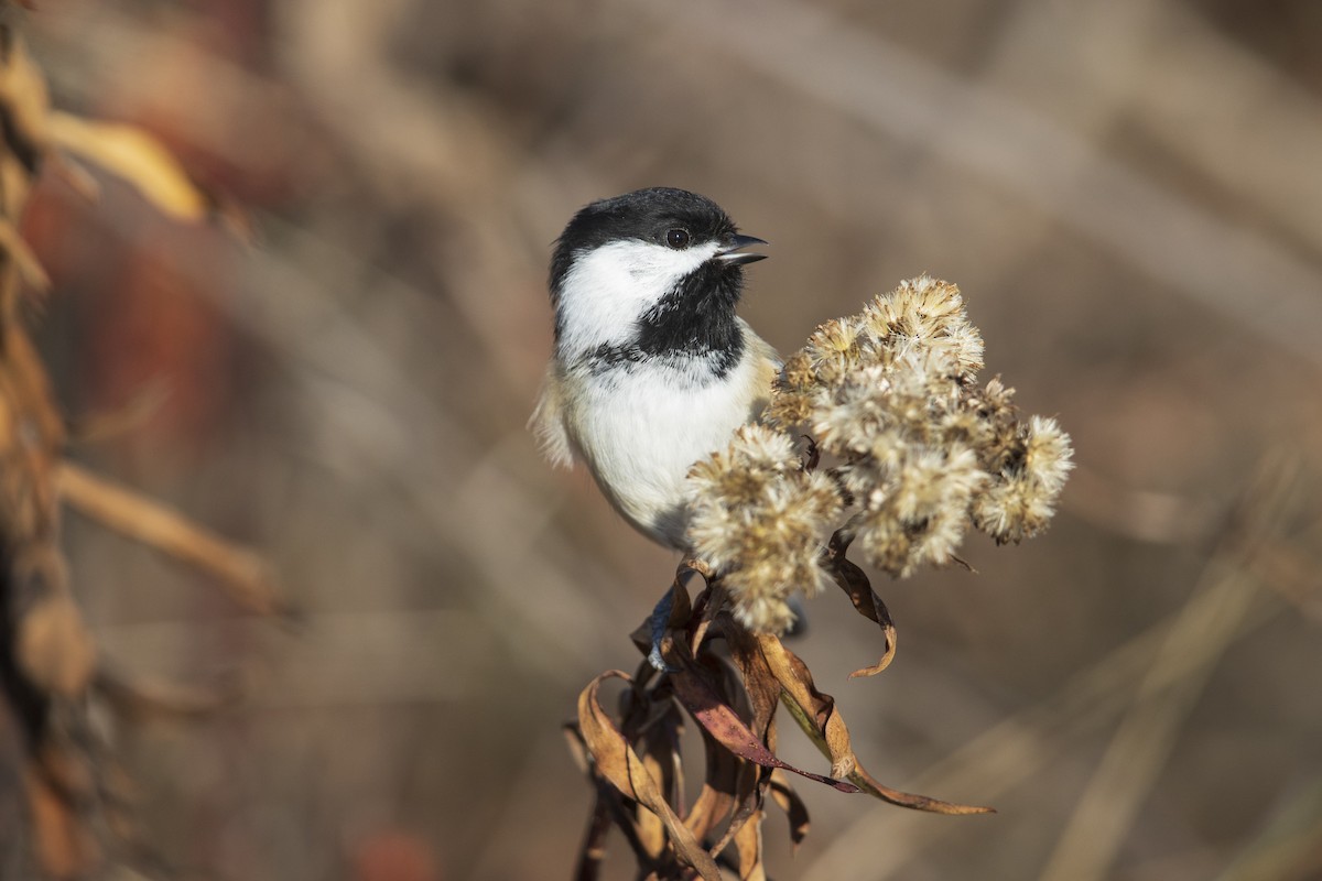 Black-capped Chickadee - ML286666361