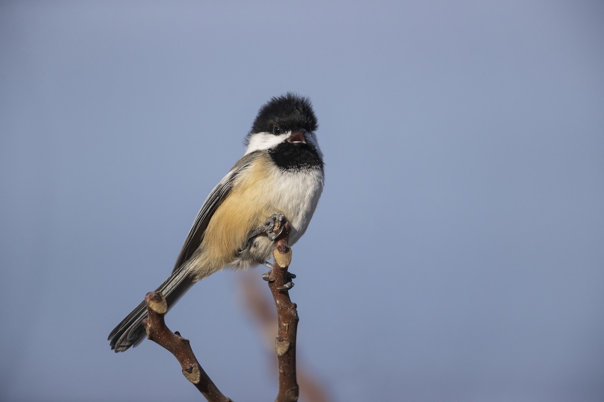 Black-capped Chickadee - ML286666411
