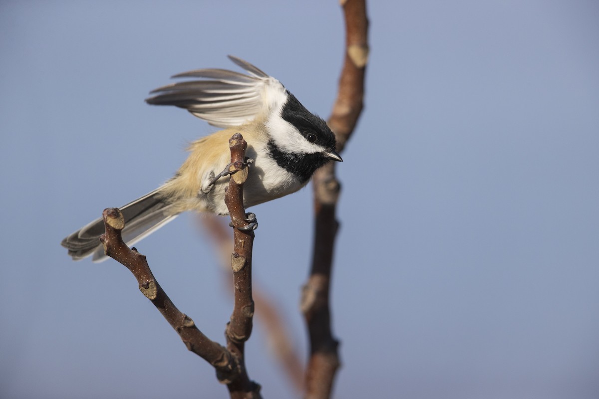 Black-capped Chickadee - ML286666421