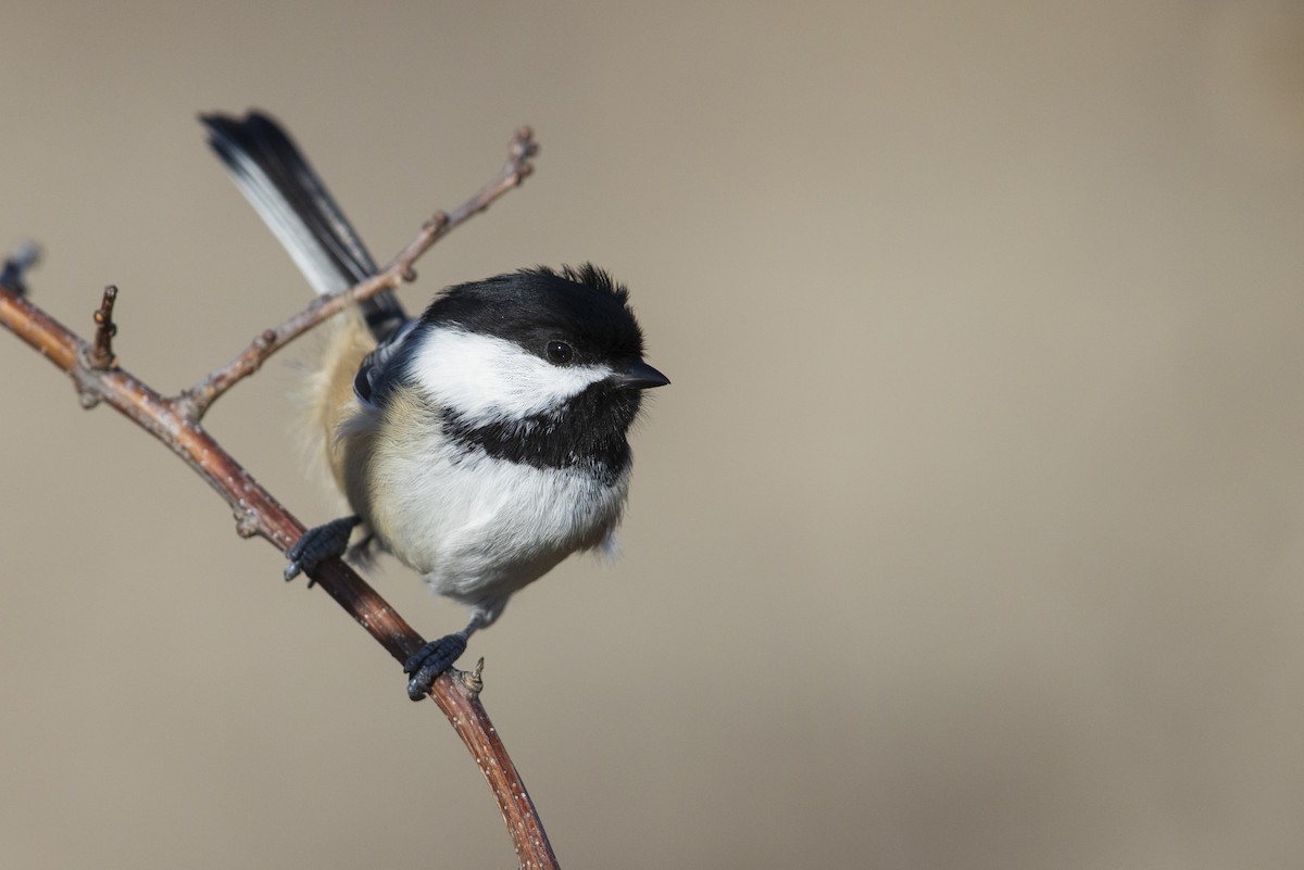 Black-capped Chickadee - ML286666431