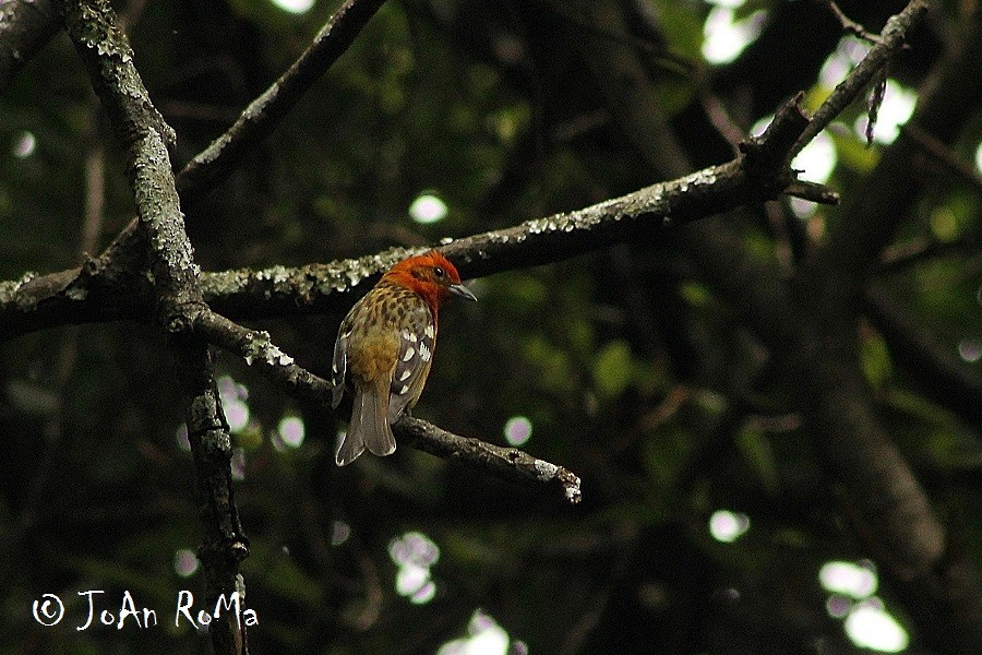 Flame-colored Tanager - Antonio Robles