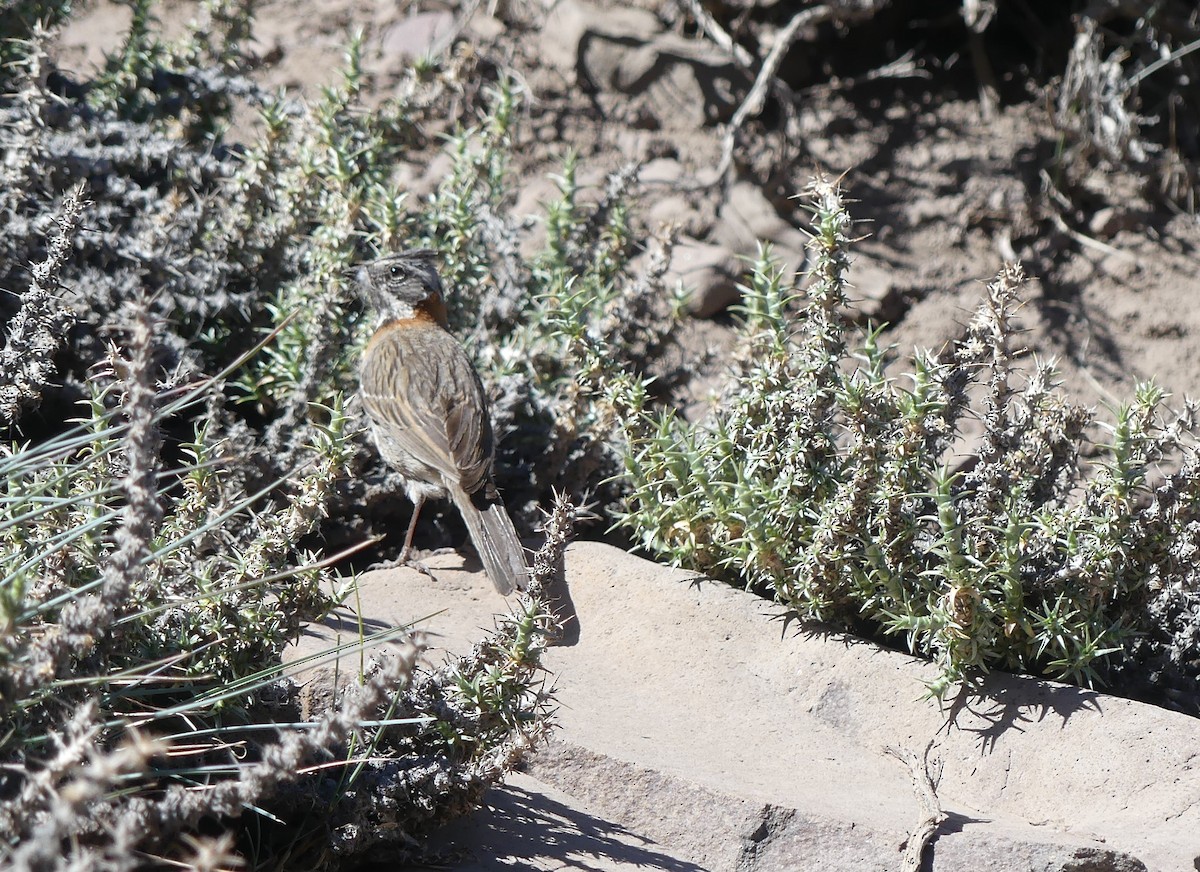 Rufous-collared Sparrow - ML286666781