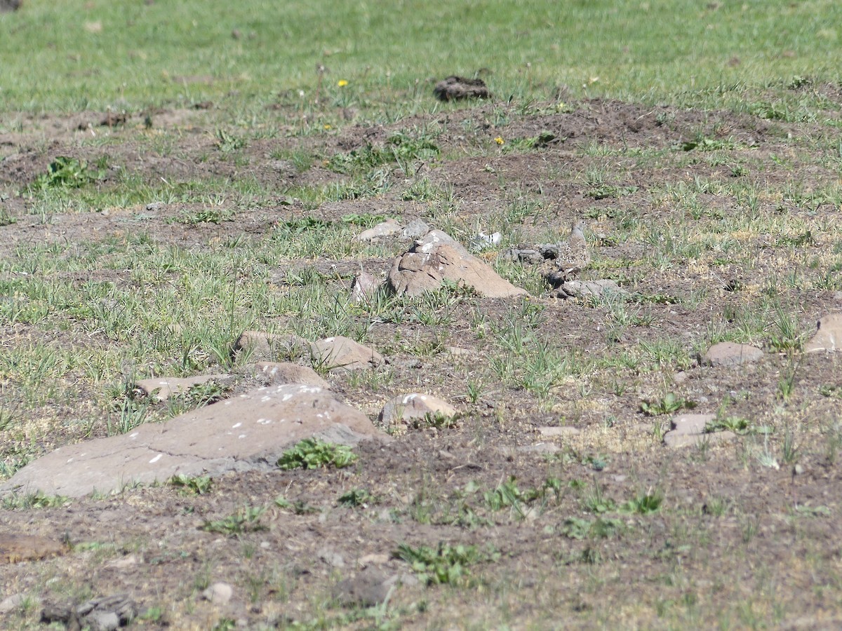 Gray-breasted Seedsnipe - ML286667701