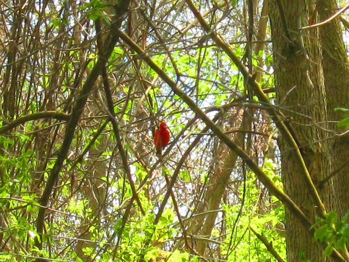 Scarlet Tanager - ML28666811