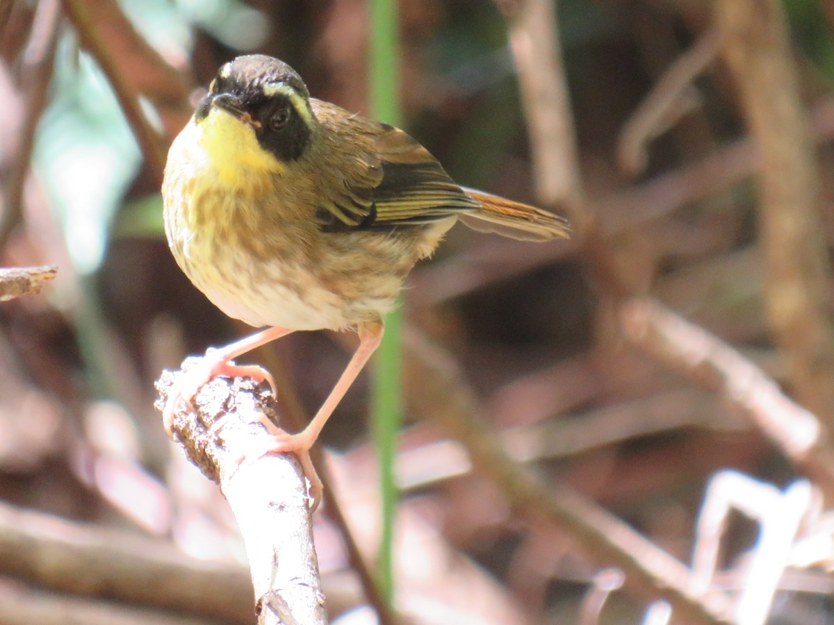 Yellow-throated Scrubwren - ML286668331