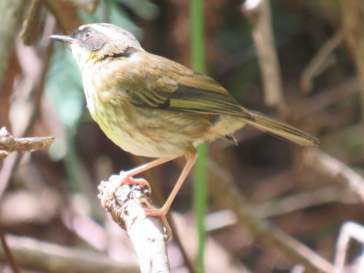 Yellow-throated Scrubwren - ML286668421