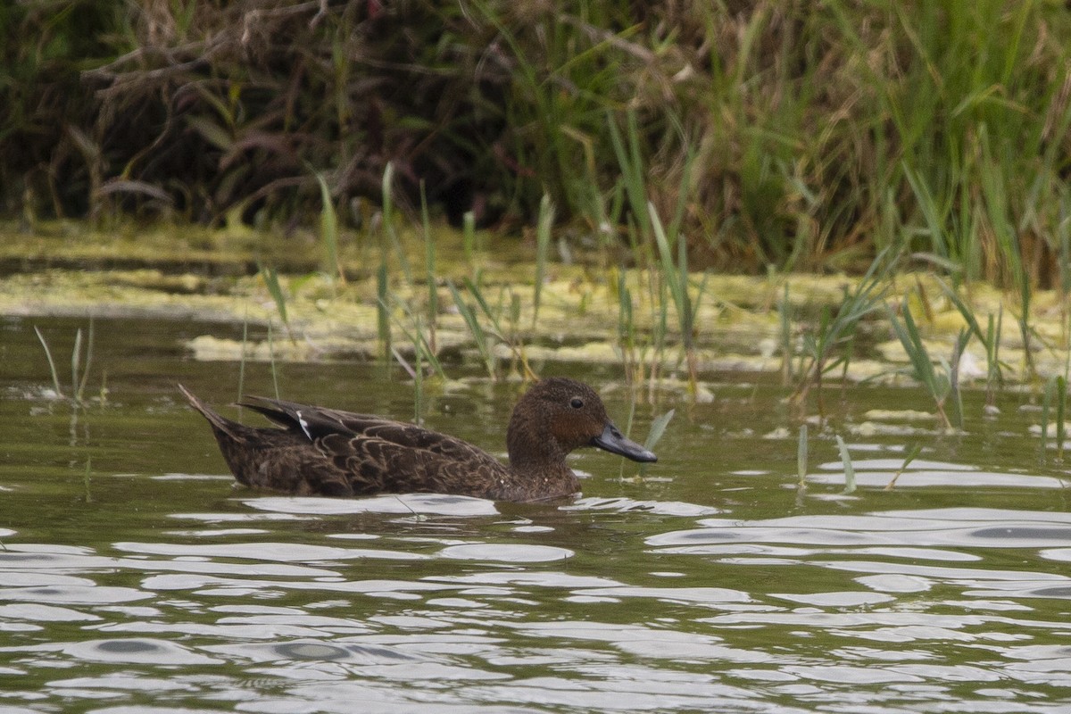 Mallard x Brown Teal (hybrid) - Oscar Thomas