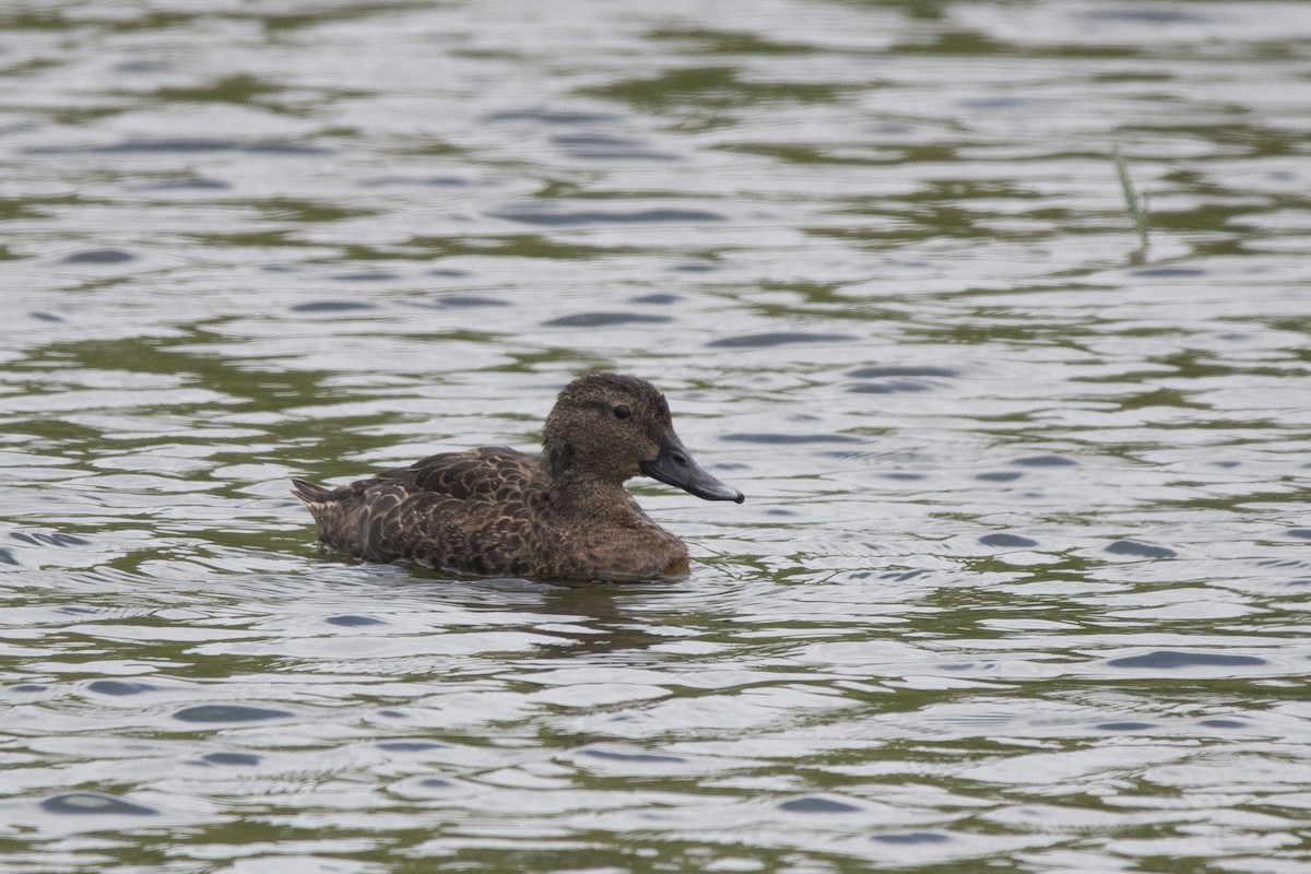 Mallard x Brown Teal (hybrid) - Oscar Thomas
