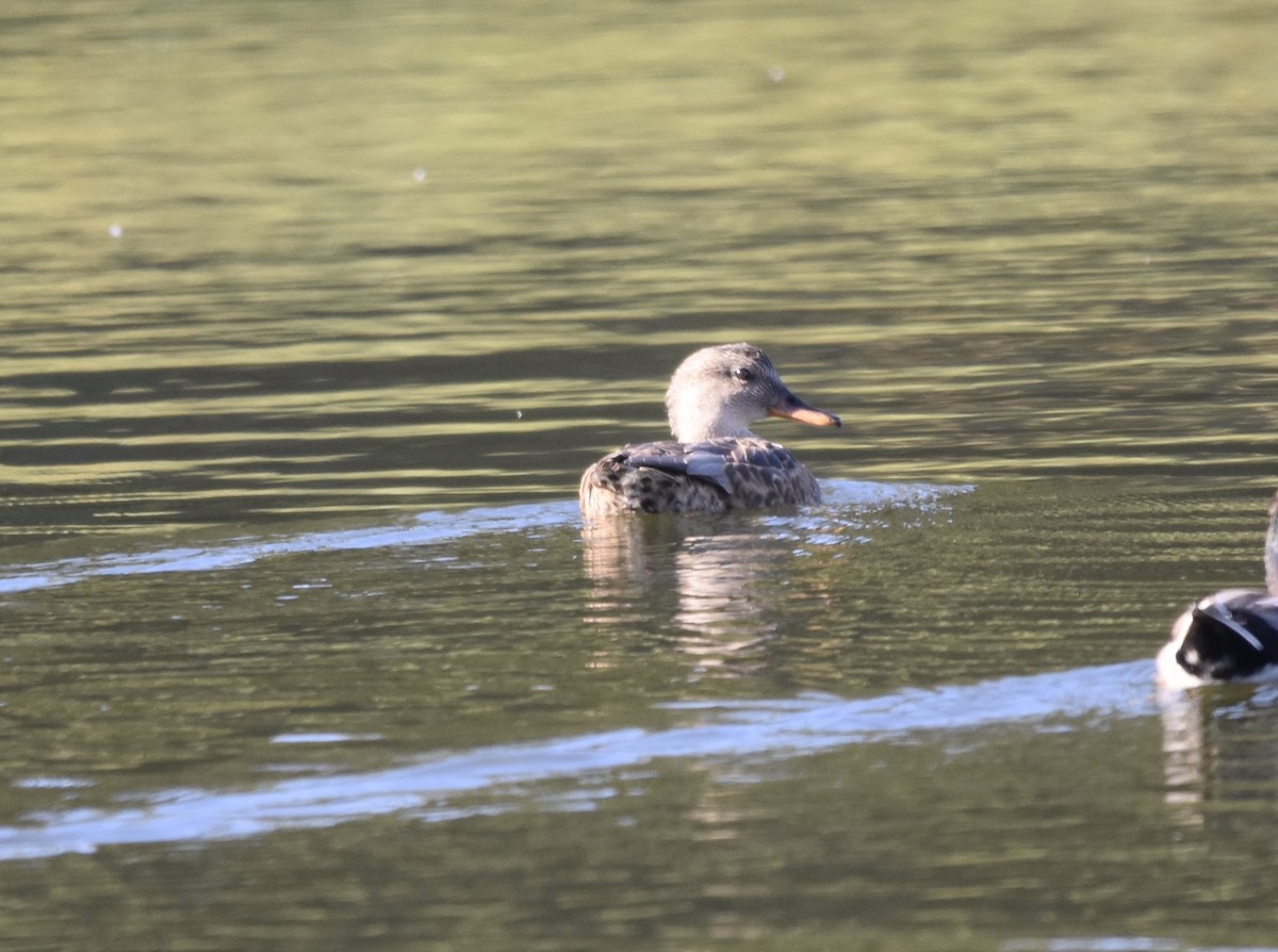 Gadwall - ML286670331