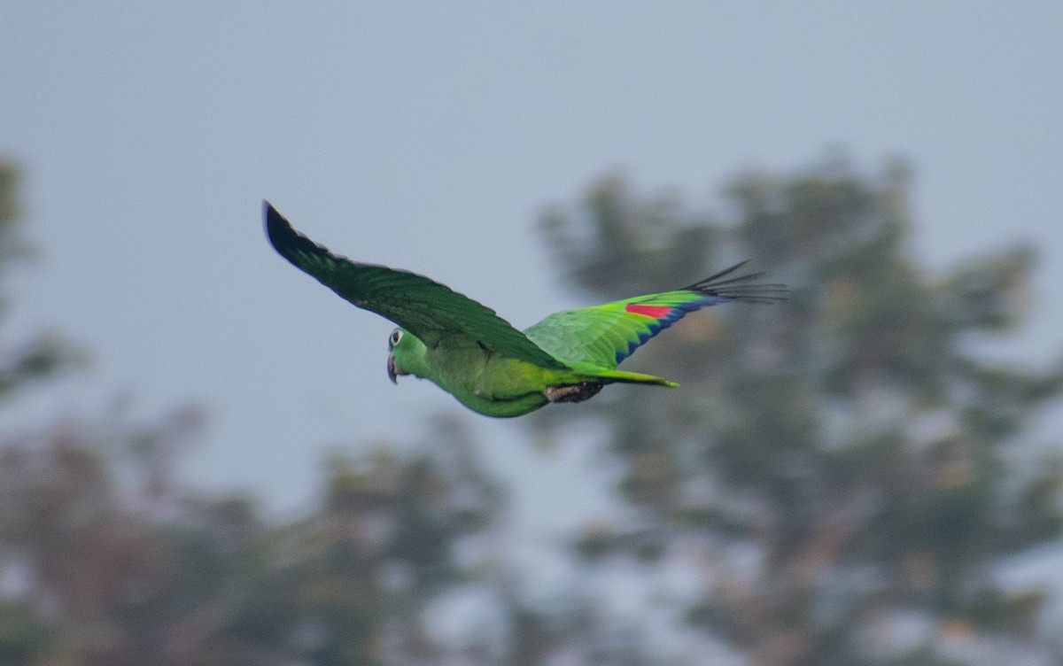 Mealy Amazon - ML286670461