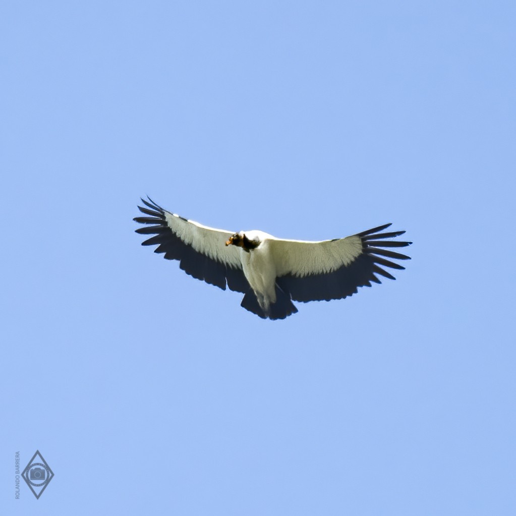 King Vulture - ML286670971