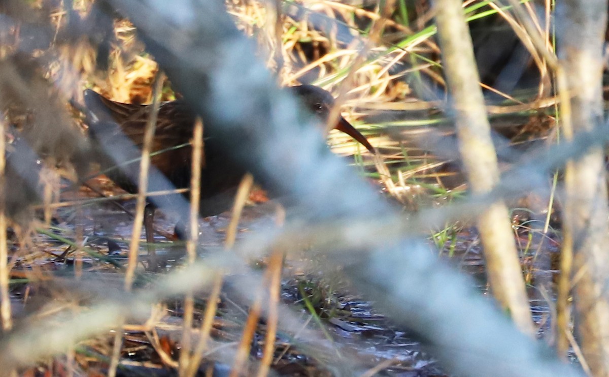 Virginia Rail (Virginia) - ML286671031