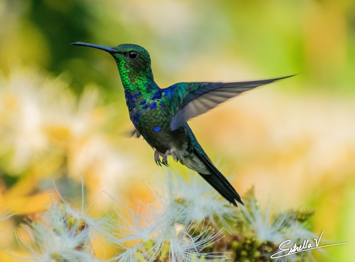 Fork-tailed Woodnymph - ML286672101