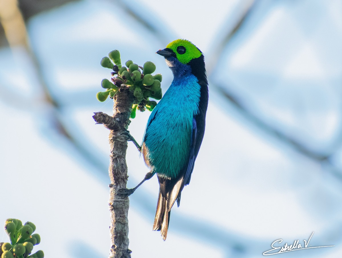 Paradise Tanager - ML286673841