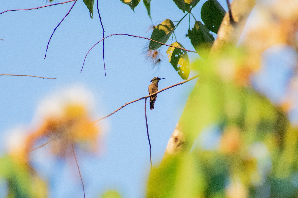 Butterfly Coquette - ML286673881