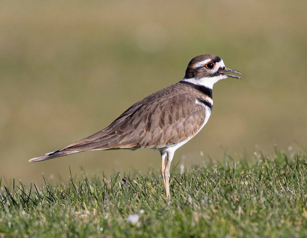 Killdeer - ML286674041