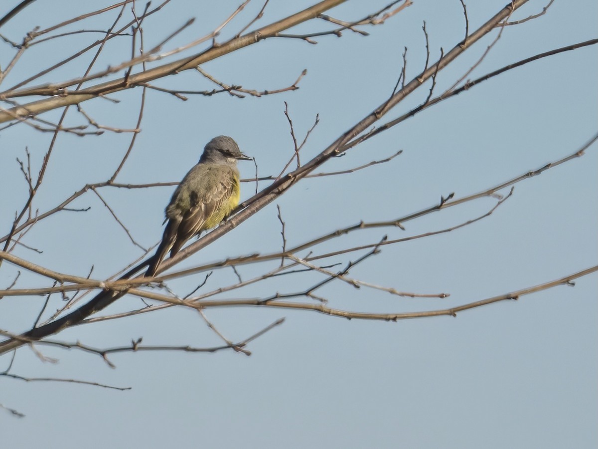 Cassin's Kingbird - ML286675141