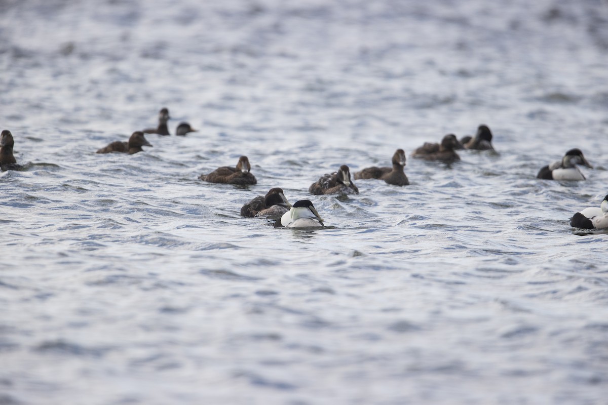 Common Eider - ML286675641