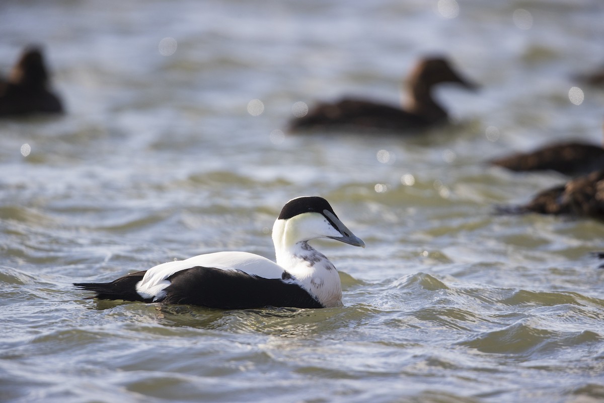 Eider arrunta - ML286675671