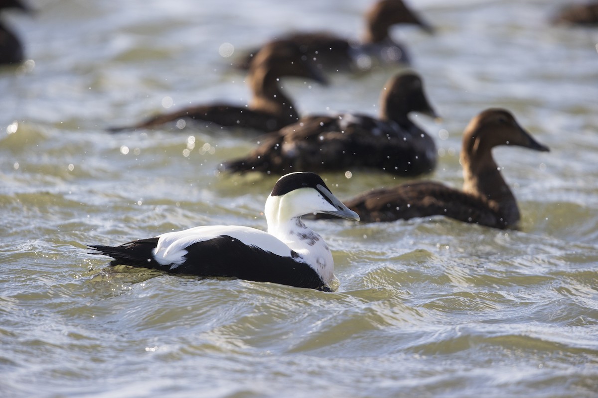 Common Eider - ML286675681