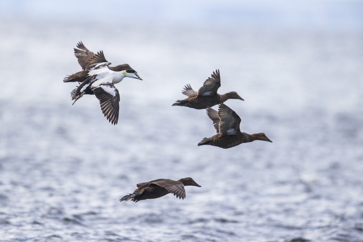 Common Eider - Michael Stubblefield