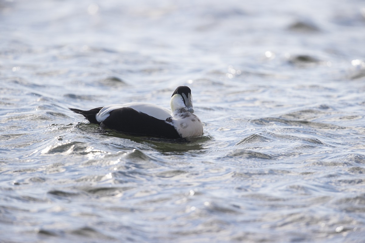 Common Eider - ML286675741