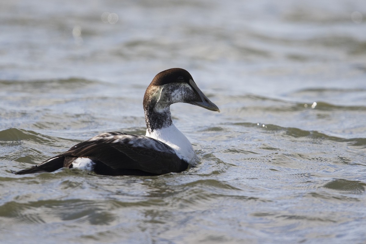 Eider arrunta - ML286675751