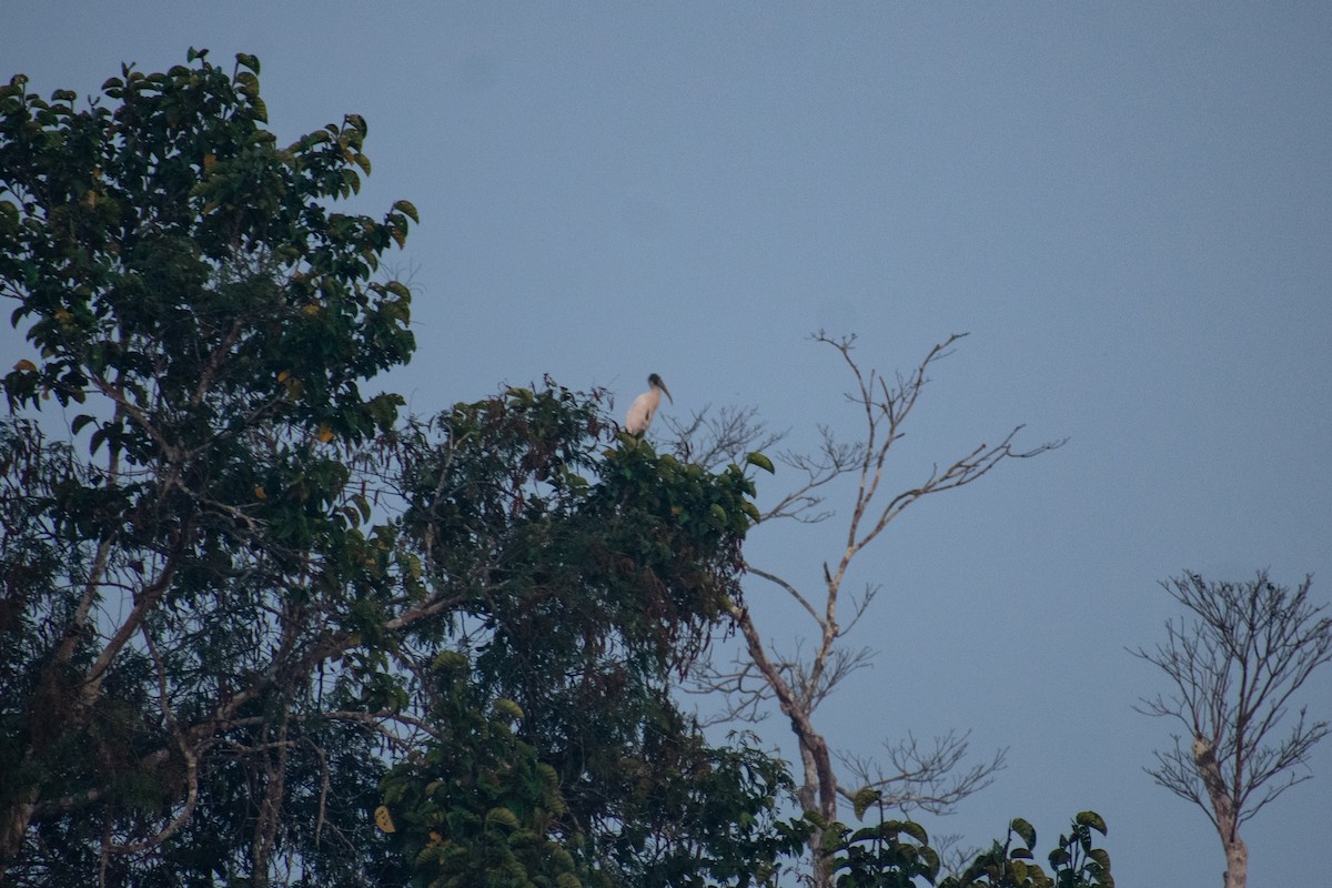 Wood Stork - ML286675801