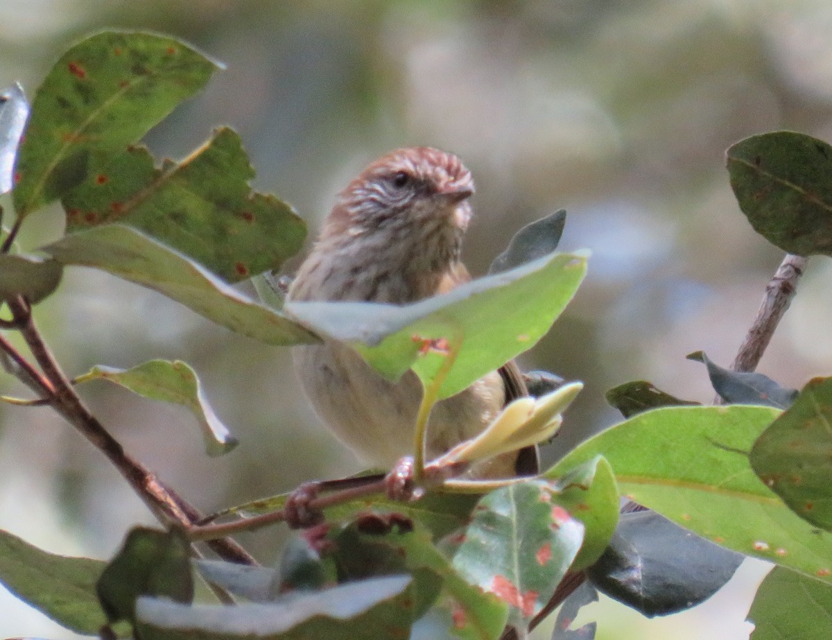 Striated Thornbill - ML286675971