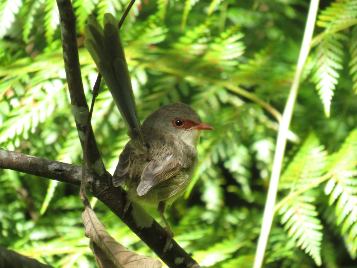 Superb Fairywren - ML286676421