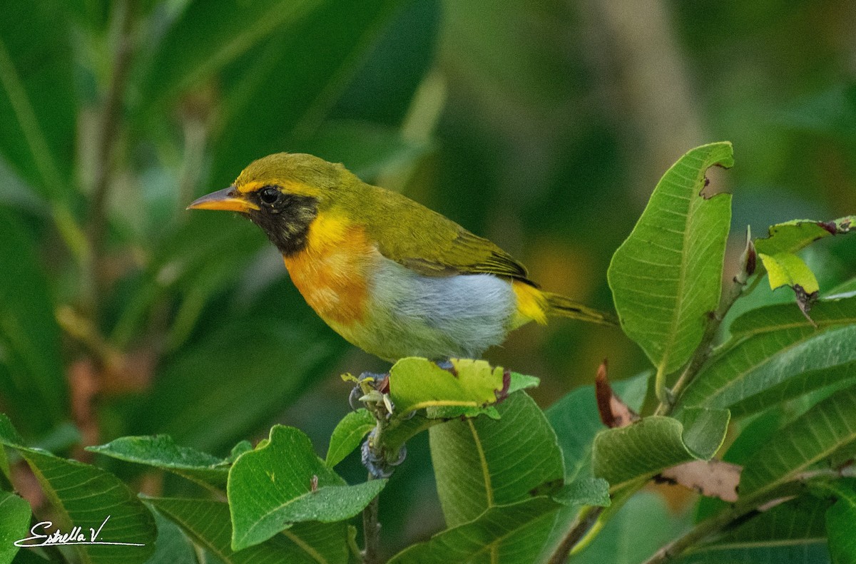 Guira Tanager - ML286677101