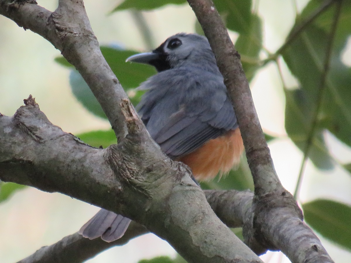 Black-faced Monarch - ML286678781