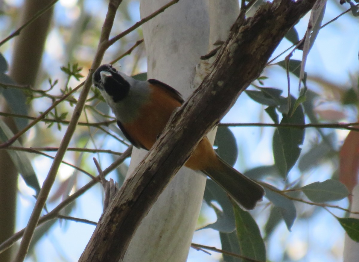 Black-faced Monarch - ML286679211